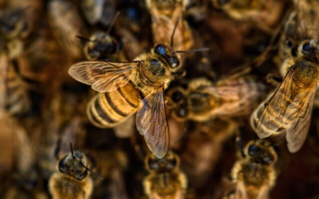 Sciame d’api invade la piazza, clienti ed esercenti “bloccati” nei negozi