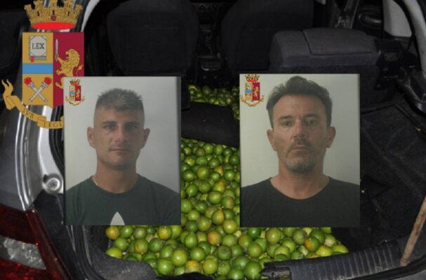 Rubano 500 chili di limoni da un fondo agricolo: ai domiciliari due catanesi “in trasferta”