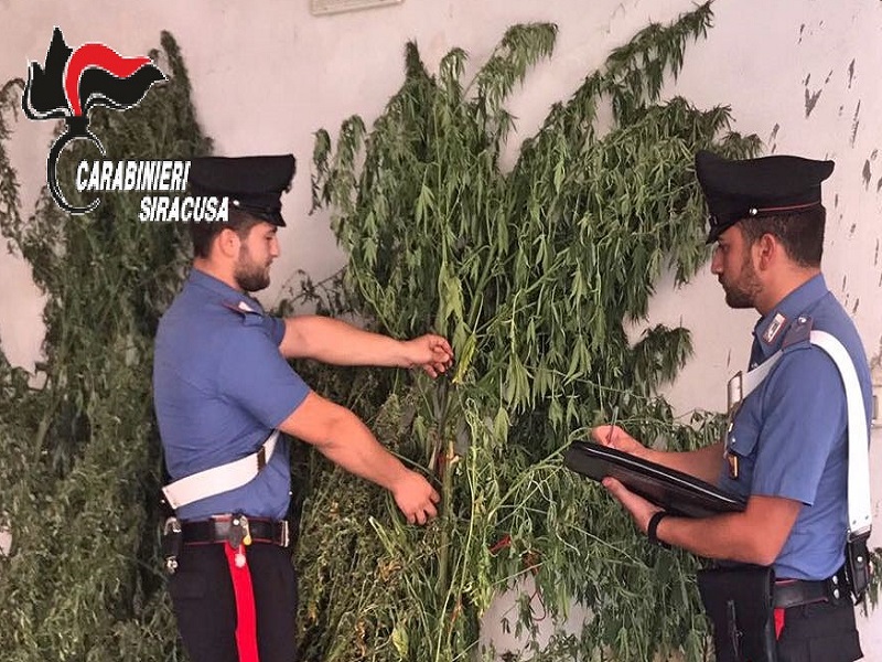 Beccato dai carabinieri mentre si prende cura di 10 chili di piante di canapa indiana: denunciato 48enne