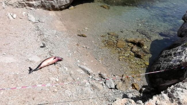 Orrore in spiaggia, scoperta carcassa di un delfino in decomposizione – VIDEO