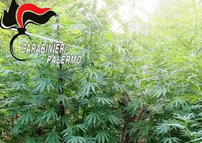Blitz antidroga a Palermo e provincia: scoperte due piantagioni, due persone in manette