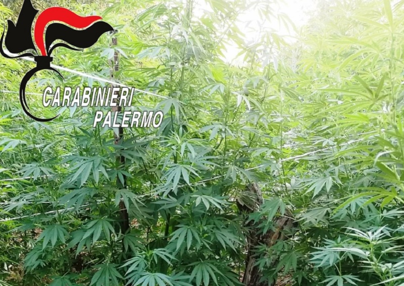 Blitz antidroga a Palermo e provincia: scoperte due piantagioni, due persone in manette
