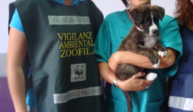 Cagnolino abbandonato in balcone sotto il sole muore di stenti, WWF: “Ci costituiremo parte civile”