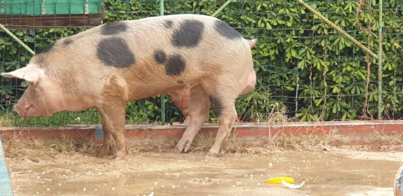 Vagava da giorni in strada, messo in salvo suino allo Zen: animale affidato a un allevatore