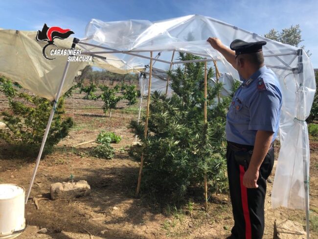Piantagioni di canapa alte 2 metri in mezzo ai boschi: continuano i controlli dei carabinieri