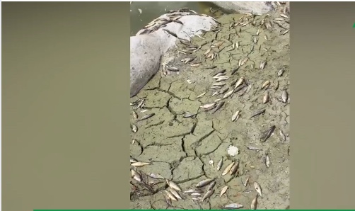 Fiume Alcantara, le immagini di centinaia di pesci morti fanno il giro del web: chiesto intervento Arpa