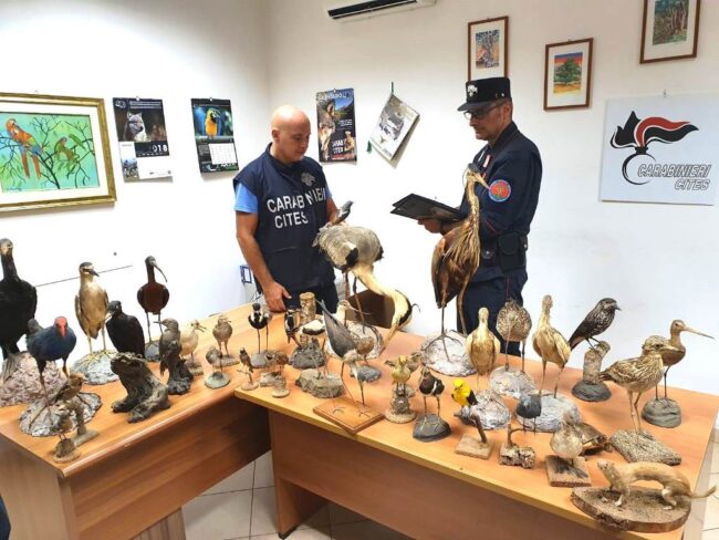 Sequestrati 61 esemplari di fauna selvatica imbalsamati: appartenevano a un uomo deceduto