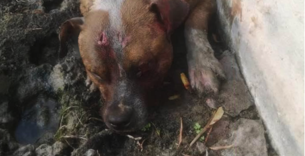 Non ce l’ha fatta il cane randagio seviziato e ustionato nel Catanese: “La cattiveria è un pozzo senza fondo”