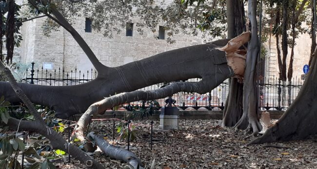Cede la branca laterale del ficus in piazza Marina: il fenomeno è il “summer branch drop”