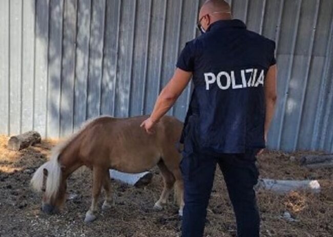 Water a vista, lavoratori in nero e pony immerso nella sporcizia in viale Grimaldi: titolare di autorimessa indagato