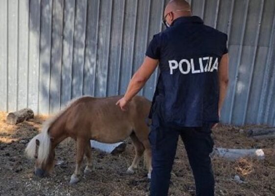 Water a vista, lavoratori in nero e pony immerso nella sporcizia in viale Grimaldi: titolare di autorimessa indagato