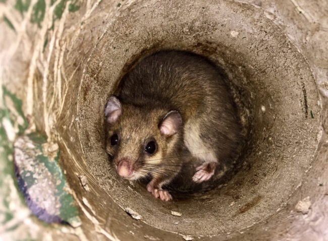 Scarsa produzione di noccioli sui Nebrodi, continua la battaglia per la salvezza dei ghiri