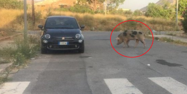 Strano avvistamento in strada, cinghiale passeggia per il quartiere: un pericolo per i passanti
