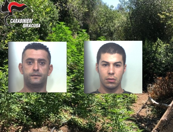 Macchia mediterranea trasformata in piantagione illegale di canapa indiana: due in manette