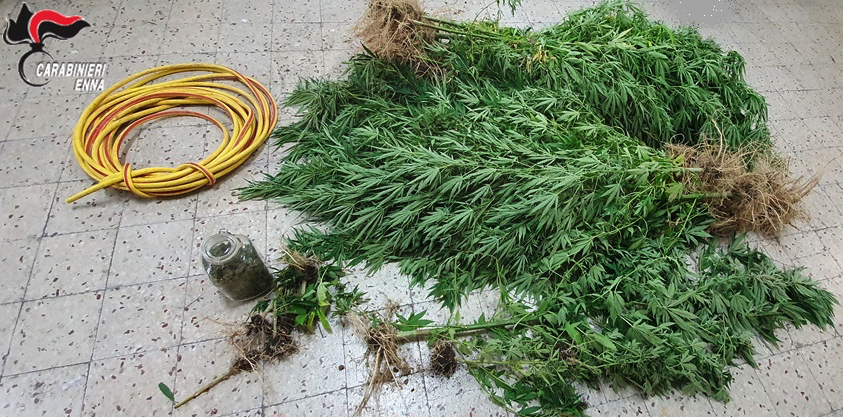 Coltivazione di marijuana “fai da te”, piante alte oltre un metro e mezzo: arrestato pregiudicato