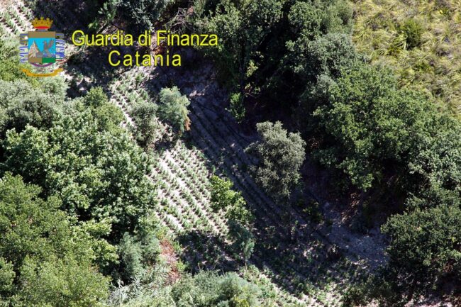Maxi piantagione di marijuana nel Catanese: sequestro e denuncia a ex imprenditore agricolo – DETTAGLI
