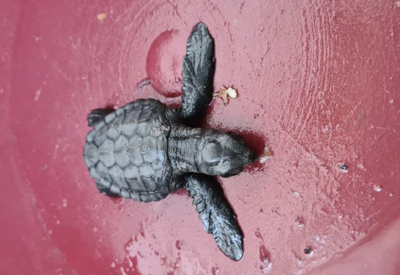 Cucciolo di tartaruga Caretta Caretta in balìa del mare salvato dalla Guardia Costiera