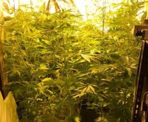 Marijuana coltivata in casa, finisce ai domiciliari Alessandro Marino