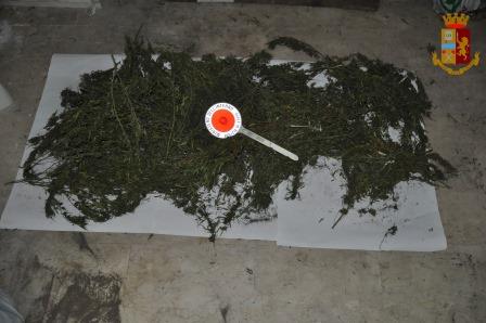 Piante di marijuana nascoste nella cantina di una palazzina del Catanese, scatta il sequestro