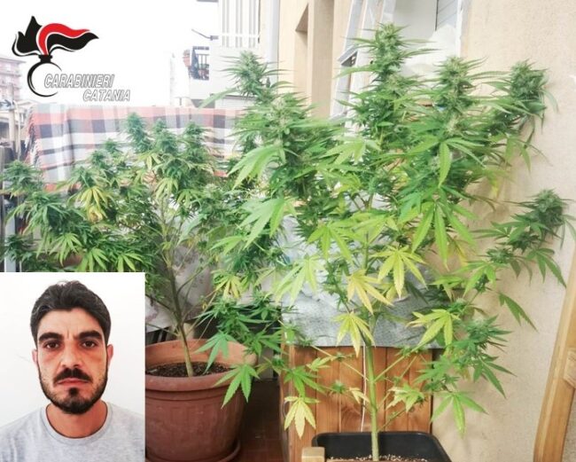 Piante di canapa indiana sul balcone, i carabinieri arrestano il catanese Fabio Mirabella
