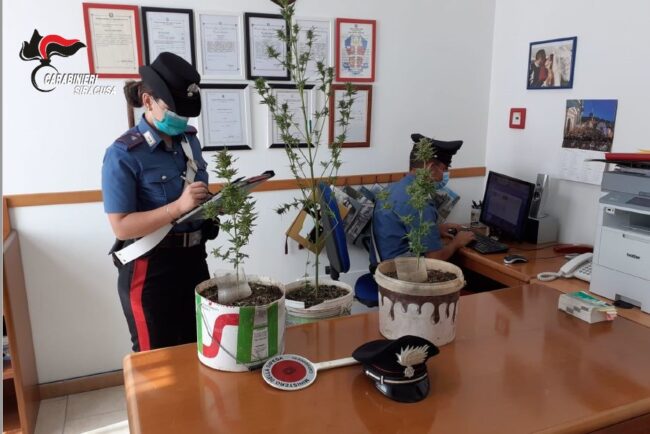 Coltivazione di marijuana nelle campagne, nel mirino due uomini: segnalati