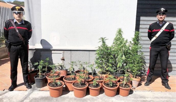 Erba “speciale” in un terreno del Catanese, agricoltore coltivava 24 piante di marijuana: denuncia e sequestro