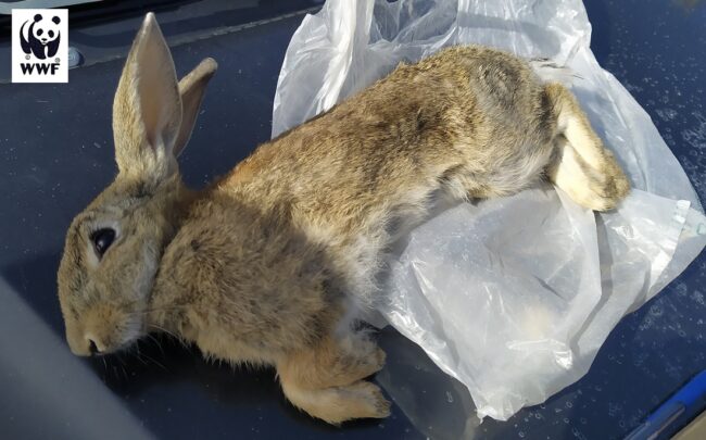 Domani in Sicilia la “pre-apertura” della caccia. Bonfanti (WWF) contro Assessore Bandiera: “Sarà un massacro”