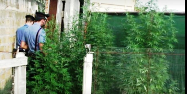 Undici piante di marijuana alte più di due metri scoperte in una abitazione: arrestato 37enne, denunciato 15enne