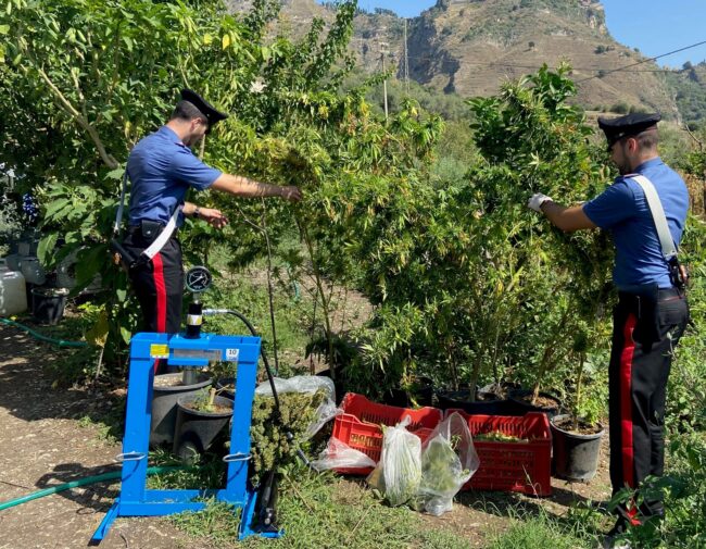 Padre e figlio trasformano terreno agricolo in una piantagione di canapa indiana: arrestati dopo blitz dei carabinieri