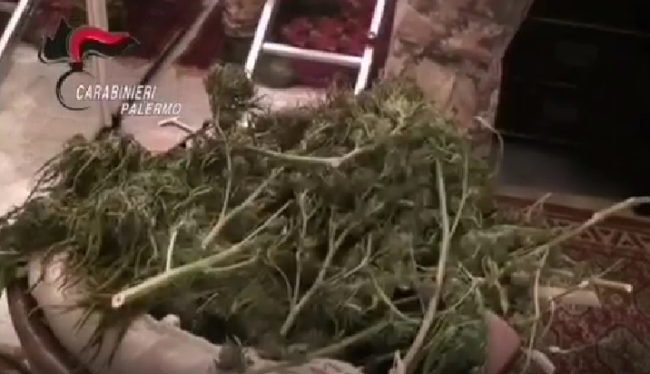 Un laboratorio della droga in casa, sequestrati 7 chili di marijuana: un arresto – VIDEO