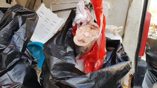Furgone di una pescheria di quartiere carico di scarti di pesce: mezzo sequestrato