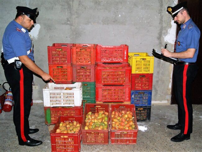Ancora razzie di raccolti nel Catanese, rubati 500 Kg di fichi d’india: denunciati due uomini