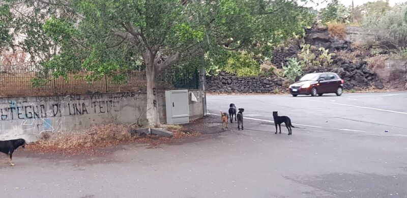 Catania, cani vaganti e potatura alberi davanti alla scuola “Petrarca”: la richiesta del consigliere Zingale