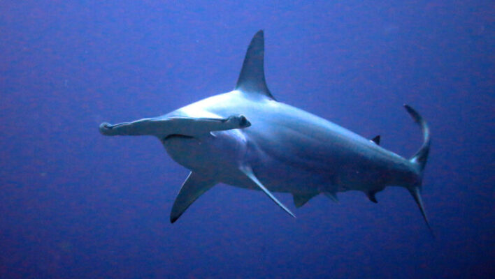 Branco squali Martello a meno di mille metri dalla costa. Capitaneria di Porto: “Massima attenzione”