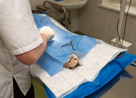 Animali, l’importanza della sterilizzazione e il problema “randagismo”: le parole dell’esperto – INTERVISTA