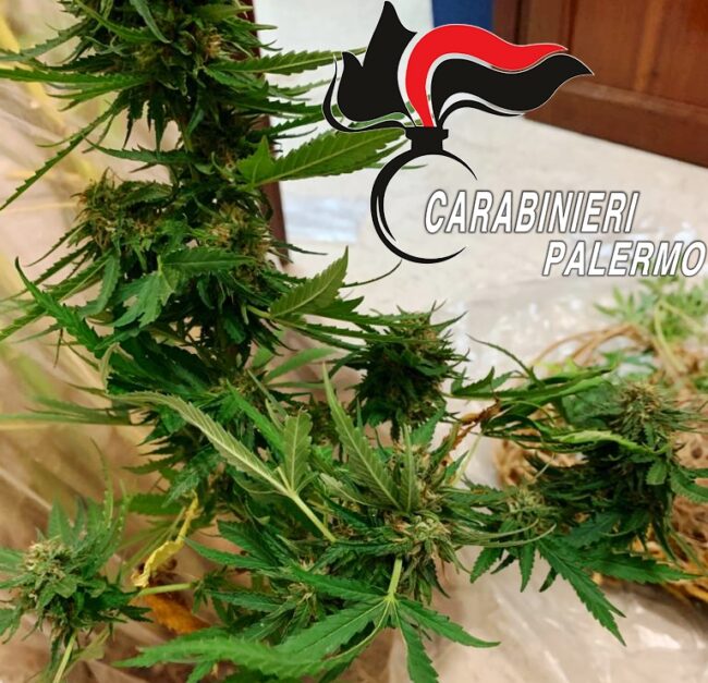Perquisizione in un terreno di un 47enne: marijuana essiccata e oltre 60 piante, denunciato