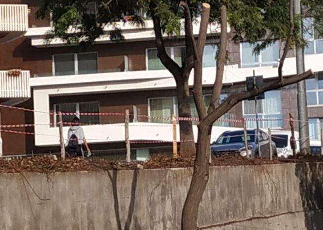 Catania, continua nel quartiere Borgo-Sanzio la pratica barbara della capitozzatura degli alberi