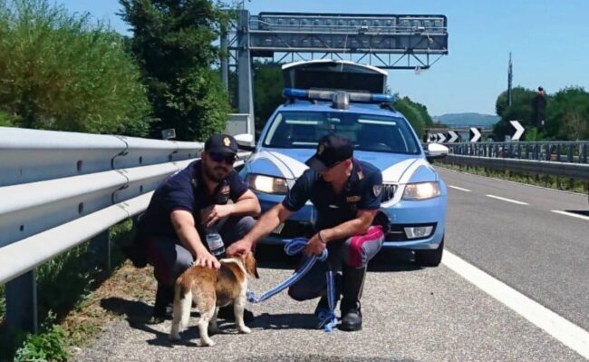 Paura in autostrada, piccolo beagle impaurito nella corsia di sorpasso: salvato dalla polizia