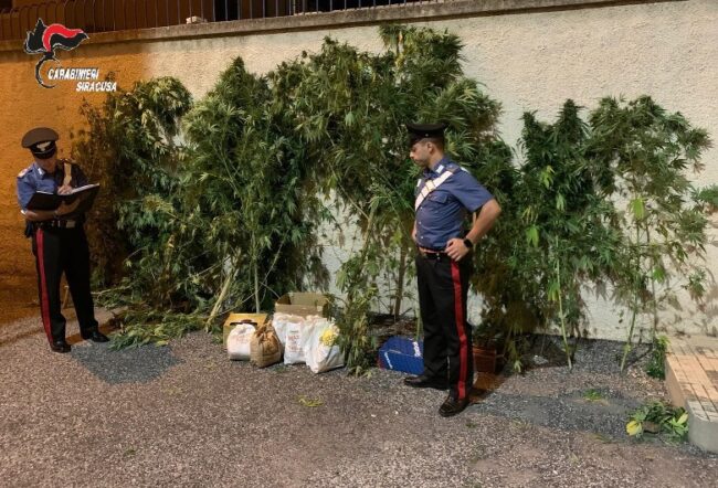 Piante di canapa indiana coltivate nel giardino di casa: donna catanese agli arresti domiciliari