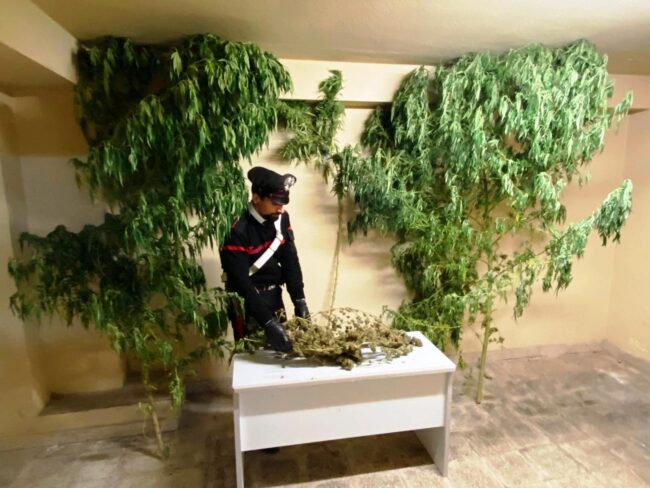 Pensionato e marocchino con la passione per la droga, chi con la canapa e chi con la marijuana: arrestati