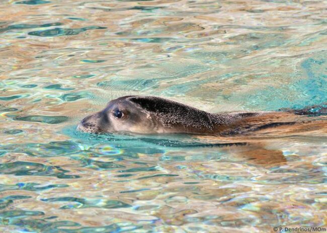 Evento naturale eccezionale in Sicilia, avvistata Foca Monaca in mare: è a rischio estinzione – VIDEO
