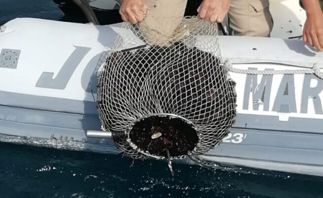 Pesca illegale di circa 400 ricci di mare, sanzionato pescatore subacqueo al lungomare