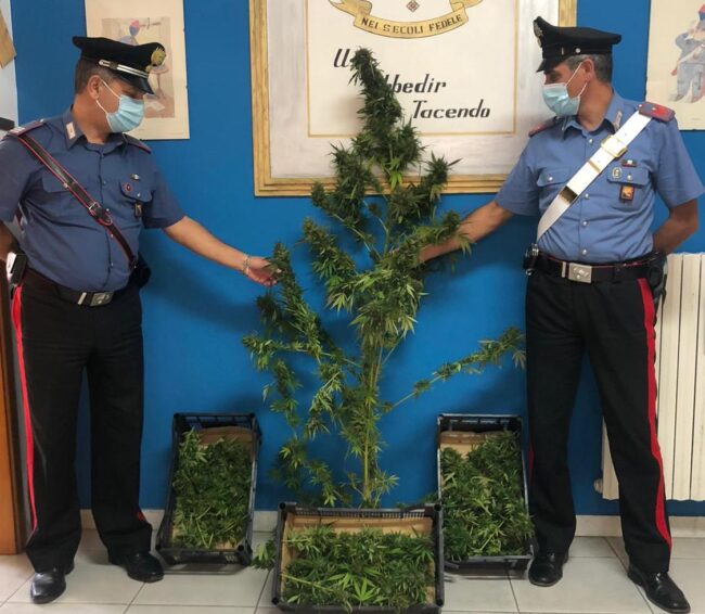 Beccati mentre portavo 3 casse di marijuana appena raccolta: sequestrato oltre 1 chilo di droga