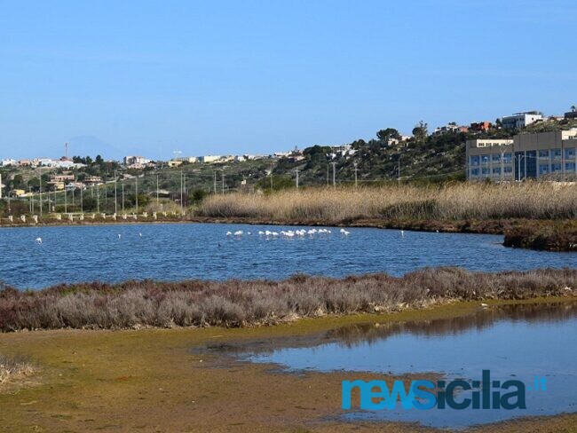Moria di pesci nelle saline Regina ad Augusta, Di Venuta: “Ridotto scambio idrico col mare ed eutrofizzazione delle alghe le cause”