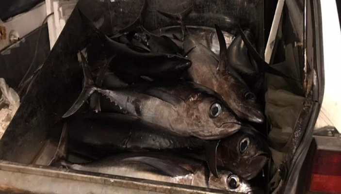 Pesca illegale nelle acque catanesi: sequestrati 80kg di tonno Alalunga