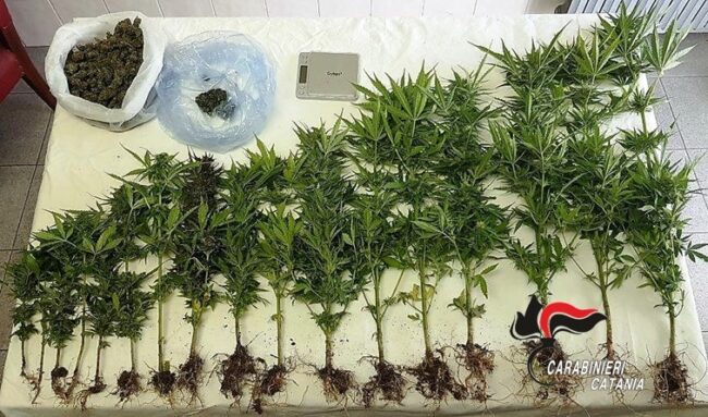Coltivava maniacalmente la cannabis nel fondo agricolo del suocero: denunciato nel Catanese un 39enne