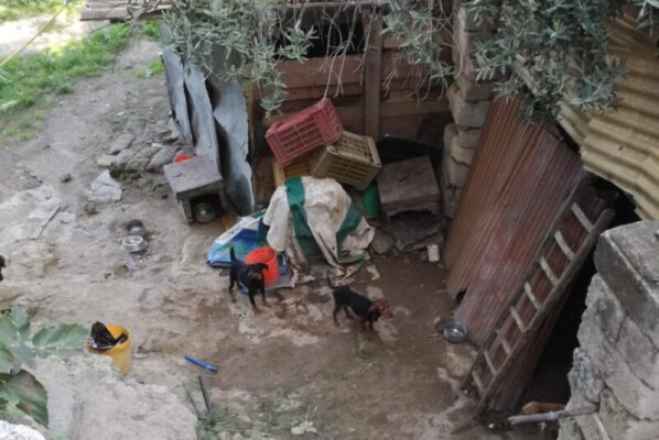 Sequestrati 46 cani in stato di denutrizione in un casolare, l’assessore al Randagismo: “Manca la cultura della cura degli animali”