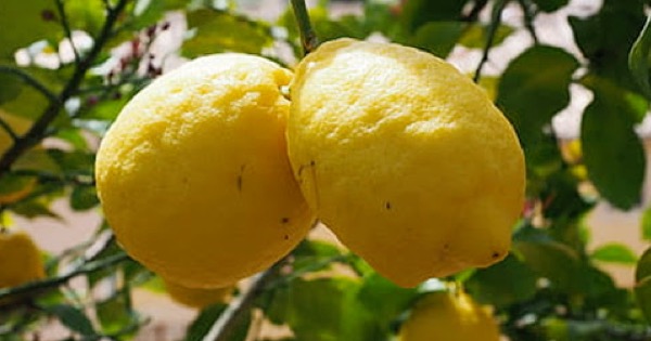 Agricoltura in Sicilia, riconoscimento Igp per il “Limone dell’Etna”