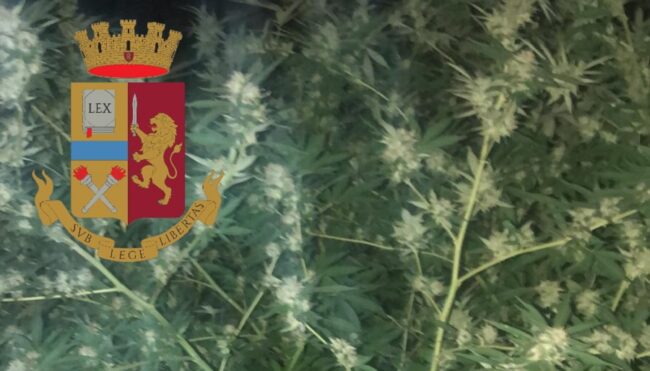 Odore inconfondibile vicino ad un terreno, 73 rami di marijuana essiccata e piante: sequestrata l’enorme quantità