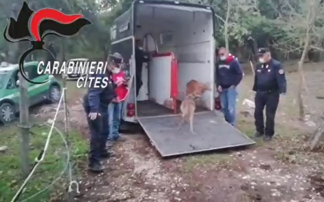 “Imprigiona” due daini all’interno di una recinzione metallica: denunciato, animali liberati – VIDEO